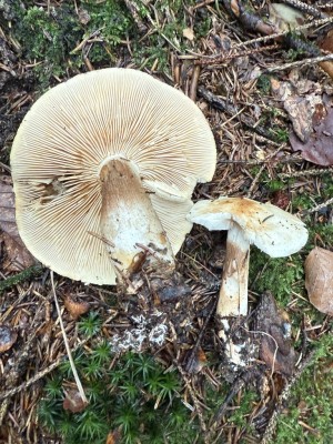 Schmierschirmling 1.JPG