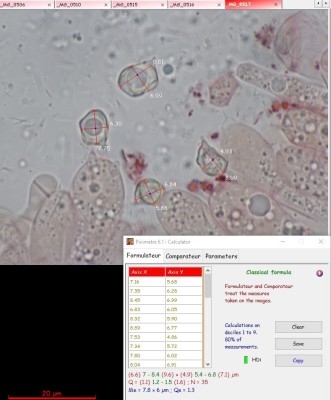 Entoloma MikrMaße.jpg