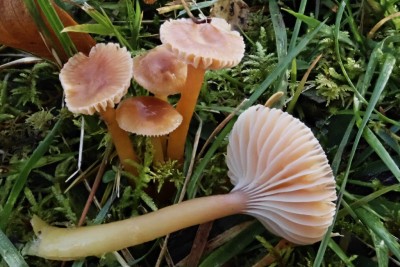 Gliophorus laetus (4).JPG