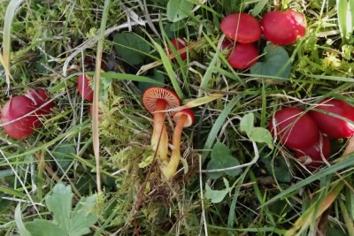 Hygrocybe coccinea (3).JPG