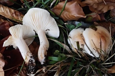 Hygrophorus unicolor (4).JPG