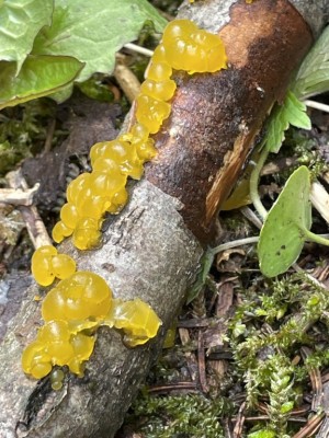 IMG_2629.JPG