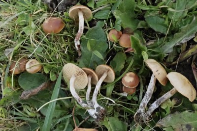 Galerina sideroides (6).JPG