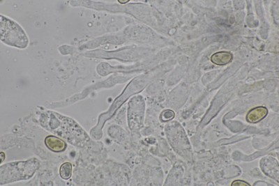 Galerina sideroides mikr(2).JPG