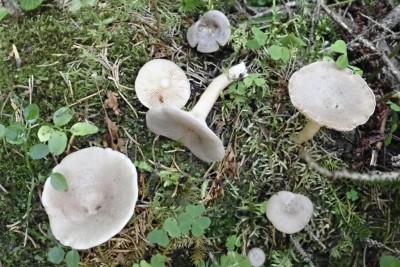 Lactarius glyciosmus (4).JPG