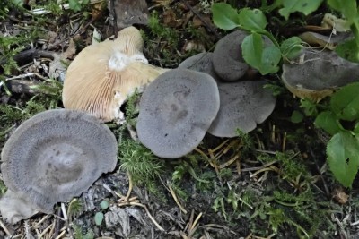 Lactarius mammosus (4).JPG
