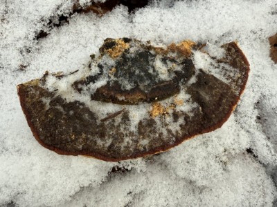 Wurzelschwamm oben.JPG