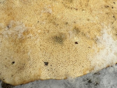 Wurzelschwamm unten.JPG