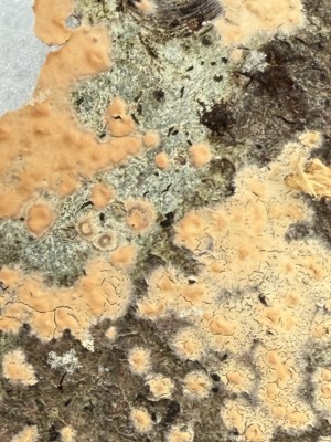 Zystidenrindenpilz 1.JPG