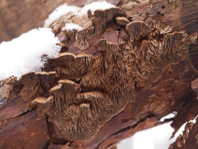 Gloeophyllum abietinum-P1230257.JPG