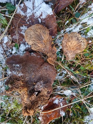 ILentinellus ursinusMG_20251122_110400.jpg