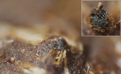 Sporormiella bw (1).jpg