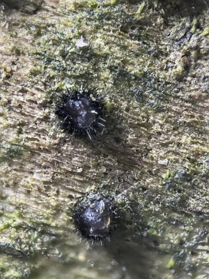 Pseudolachnea hispidula.jpg