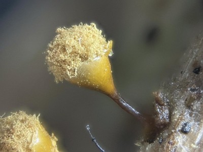Hemitrichia clavata.jpg