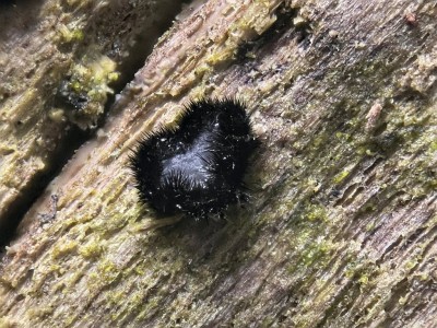 Pseudolachnea2.jpg