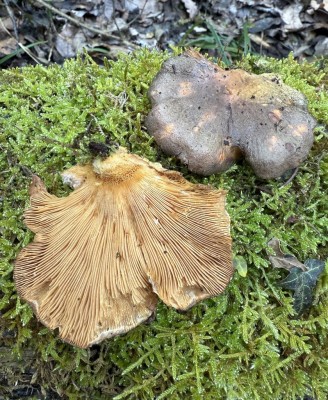 Panellus serotinus Forum.JPG