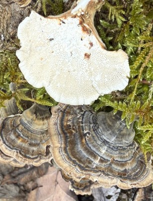 Trametes versicolor.JPG