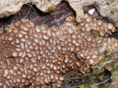 Merismodes anomala P1230638.JPG