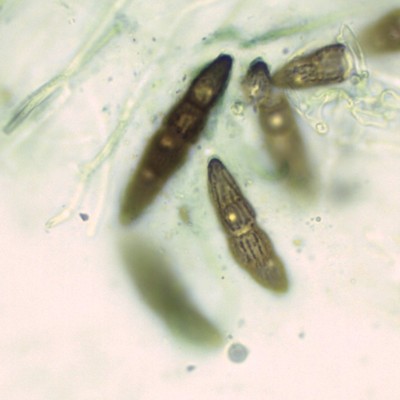 Lophiostoma viridarium H2O_1000_1111.jpg