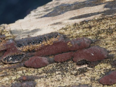 Hypoxylon fuscum P1230639.JPG