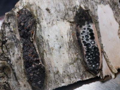 Diatrypella favacea P1230630.JPG