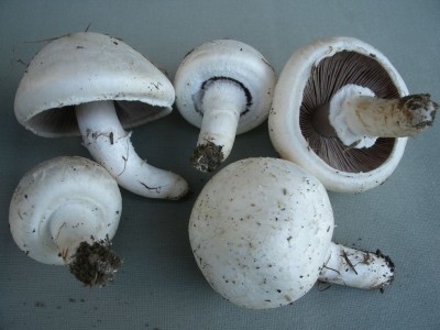 03 Agaricus campestris ©kevenhörster.jpg