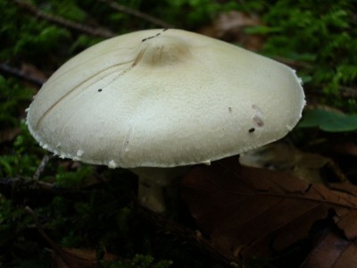 01 Agaricus essettei ©kevenhörster.jpg