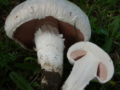 04 Agaricus moellerianus ©kevenhörster.JPG