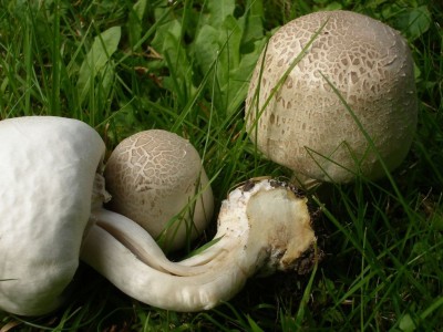 02 Agaricus phaeolepidotus ©kevenhörster.jpg