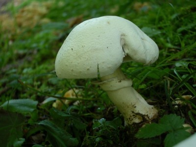 01 Agaricus xanthodermus ©kevenhörster.JPG