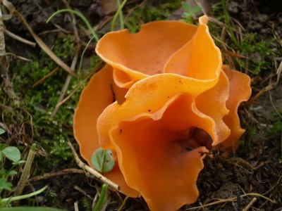 09 Aleuria aurantia ©kevenhörster.JPG