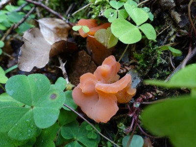 01 Guepinia helvelloides ©kevenhörster.jpg