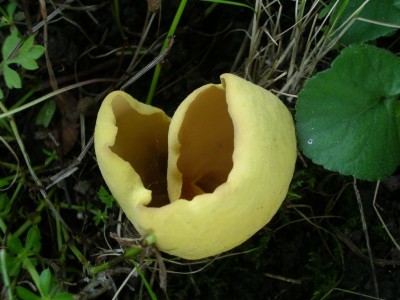 01 Otidea concinna ©kevenhörster.jpg