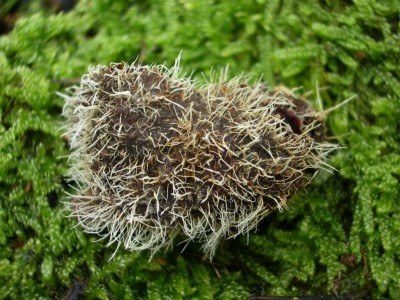 02 Tilachlidium brachiatum ©kevenhörster.JPG