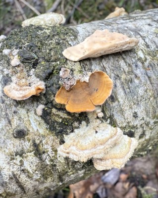 Sterum hirsutum - Striegeliger Schichtpilz.JPG