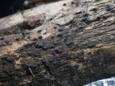 Lophiostoma compressum P1230647.JPG