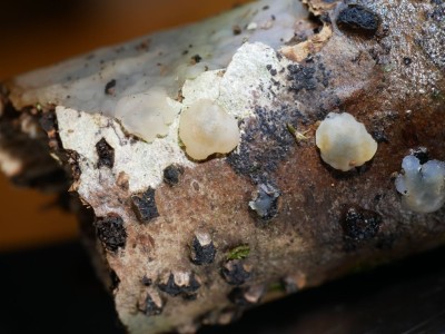 Tremella indecorata P1230691.JPG