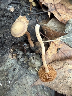 Tubaria furfaracea.JPG