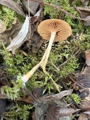 T. furfaracea.JPG