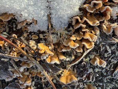 Striegeliger Schichtpilz.JPG