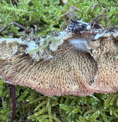 Forum 2 Phlebia tremellosa.JPG