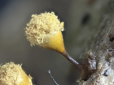 2026-02-04-18.12.56 ZS PMax.jpg