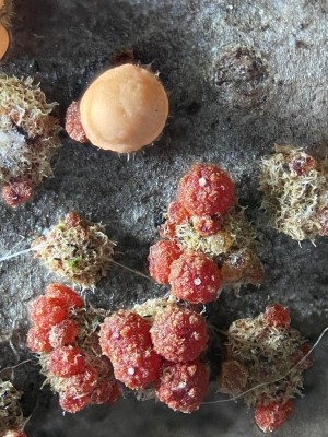 2026-02-05-19.01.32 ZS retouched.jpg