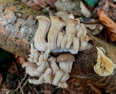Pleurotus cornucopiae 1.jpg
