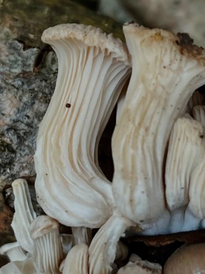 Leistenartige Lamellen bis zur Stielbasis