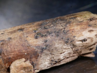 Lophiostoma compressum P1230929.JPG