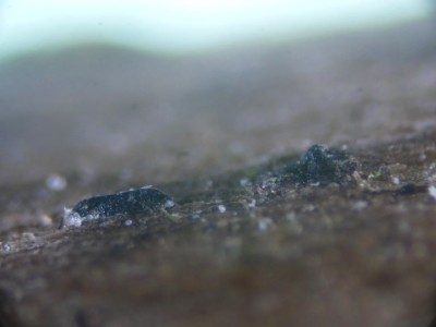 Lophiostoma compressum P1230997.JPG