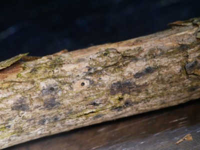 Paraxylaria xylostei P1230859.JPG