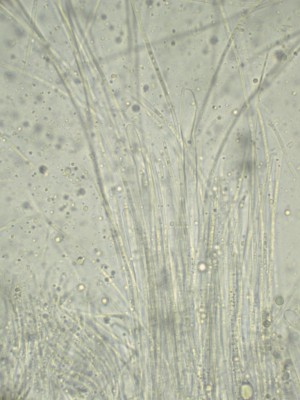 Robergea cubicularis H2O_1000_1_6--.jpg