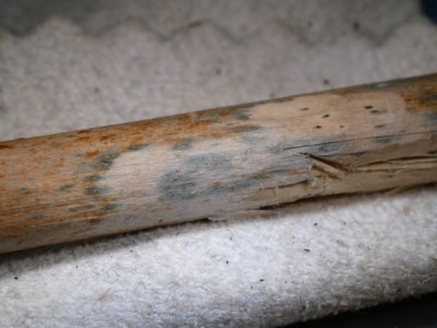 Robergea cubicularis P1230937.JPG